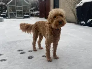 Goldendoodle hvape venteliste 