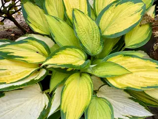 Hosta