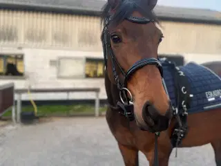 Smuk hest sælges 