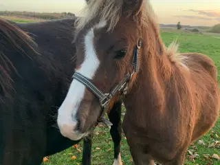 Welsh sec c pony 