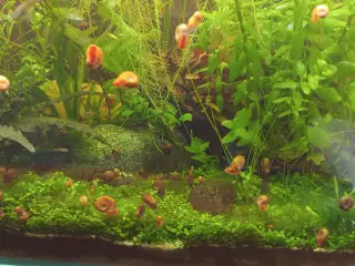 Posthornssnegle