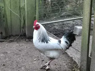 Dværghøns Sussex hvid sort Columbia 