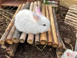 Mini lop kanin 