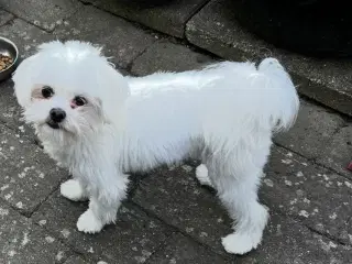 Maltese (2.5-3kg)