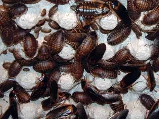 Foderkakerlakker sælges