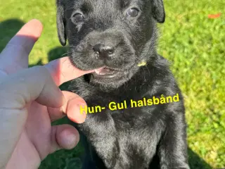 Labrador gammeldags, 5 uger