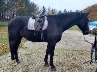 3 års oldenborg vallak