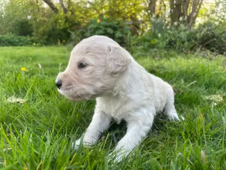 Allergivenlige goldendoodles hvalpe