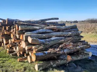 Løvtræ fældet i foråret 2025