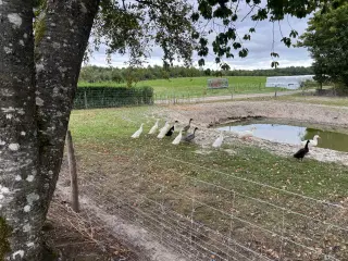 Løbeænder 
