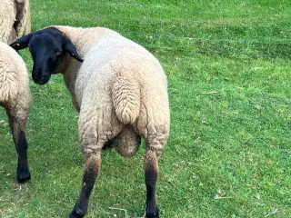 Flot Suffolk vædderlam sælges