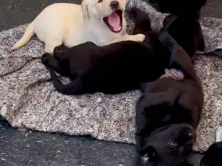 Labrador hvalpe