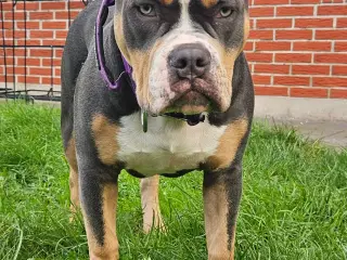 American bully standard/Classic 