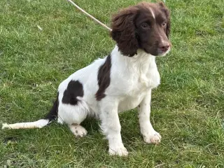 Ft. Springer spaniel 