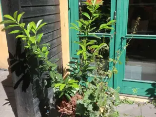 Plante