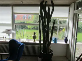 Karktus