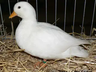 Søger mignon ænder/ællinger 