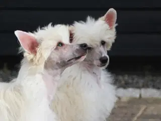 Hundehvalpe - Chinese Crested