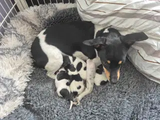 Dansksvensk gårdhund