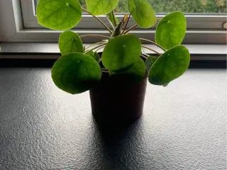 Pilea