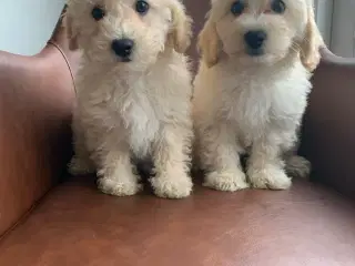 rejseklar stueopdrættede maltipoo 