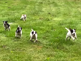 Dansk Svensk Gårdhund