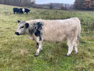 1 Angus/galloway tyre