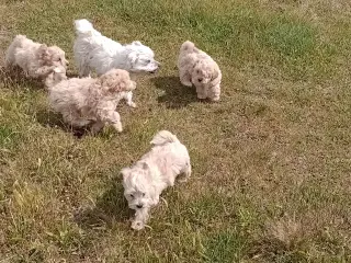 Maltipoo hvalpe