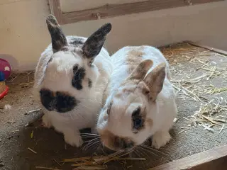 2 kaniner Dværg Schecke