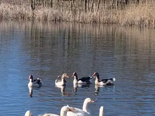 15 gæs 