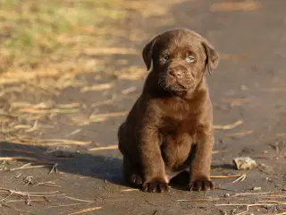 Labrador hvalpe