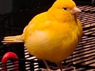 Kanariefugl fra foråret