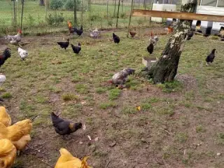 Morgenmadsæg dagligt fra egen have ud af 6818