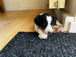 Dansk Svensk Gårdhunde hvalpe