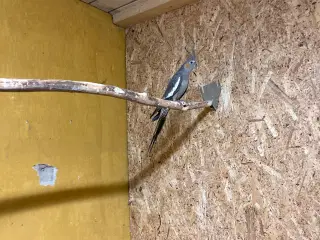 Nymferparekitter hun