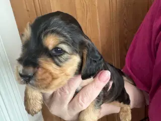 Engelsk Cocker Spaniel hvalpe 