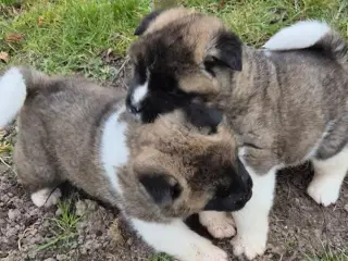 Hundehvalpe American Akita 