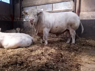 Charolais Tyr sælges