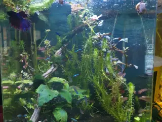 Akvarium 60 Liter