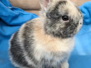 Hermelin kaninunge sælges 