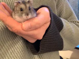 Hamster søger nyt hjem