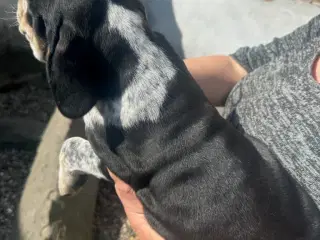 Cocker spaniel/bull dog hvalpe 
