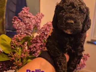 Uimodstålige søde Mine cockapoo 