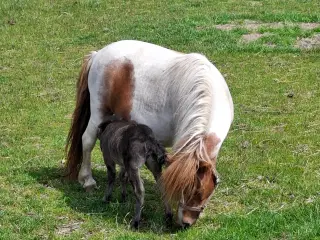 Sødeste miniature hoppeføl