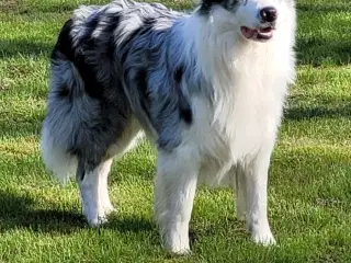 Tilbydes