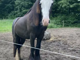 Irish cob hoppe
