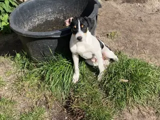 Dansk-svensk gårdhunde