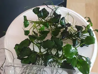 Akvarieplanter. Anubias.