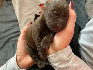 Lækre Labrador Hvalpe Basser😍 til salg 