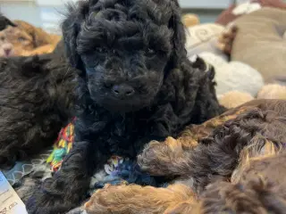 Maltipoo 